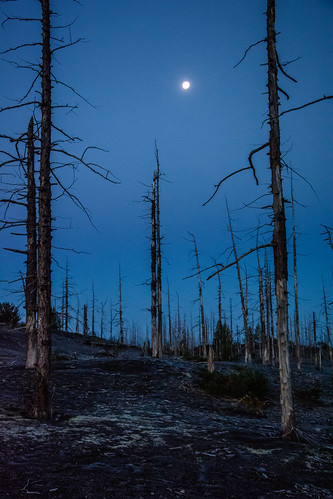 Moonlight over Dead Forest ©  kuhnmi