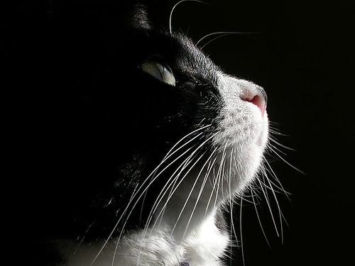 Cat In Profile. Macro profile of our cat Pixie