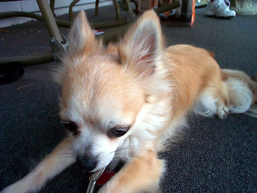long haired chihuahua photos. Sierra - long haired Chihuahua