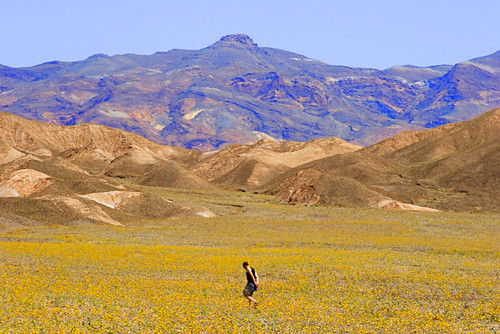 Death Valley Bloom 2005