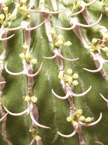 Euphorbia columnaris - photo courtesy Flickr user asac_cactus
