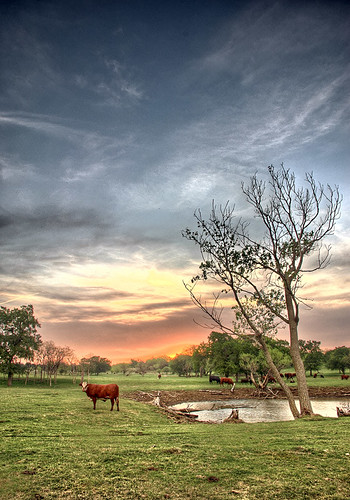 portrait of a cow under a rising sun by DanielJames.