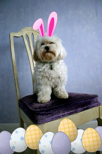 Wink wishes you a hoppy easter