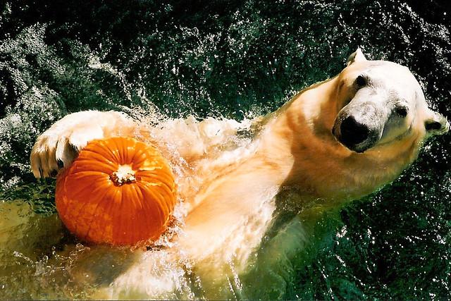 Whats the matter? You've never seen a Polar Bear with a pumpkin?