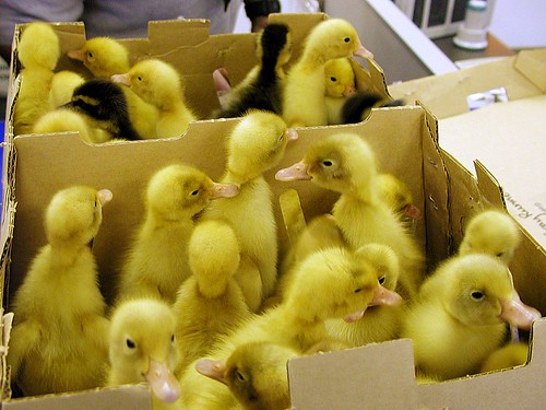 Ducks in the Mail: At the Post Office