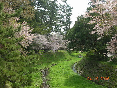 pretty Cherry trees at IzumoTaisha