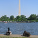 Ducks visiting the Washington Monument