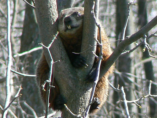 Groundhog up a Tree 2