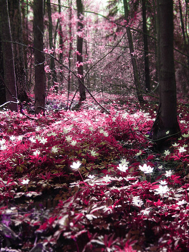 Magic forest: Pink by Sameli.