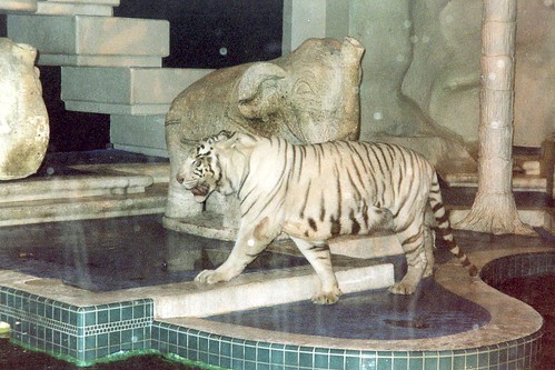 deformed white tiger pictures. Just white tigers in the