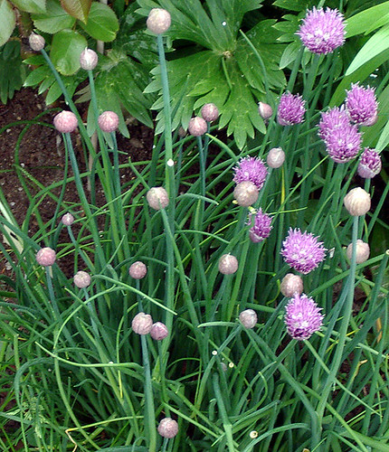 Chive blooms