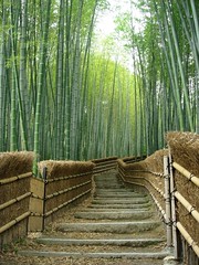 Adashino chikurin-no-michi (solution_63) Tags: stairs kyoto 100v10f bamboo arashiyama    bofc03 adashinochikurinnomichi