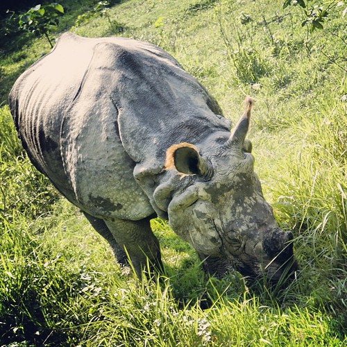   ... 2009   ...    ... #Travel #Memories #2009 #Chitwan #National #Park    #Nepal         #Wild #Animal #Rhino #Beautiful #Ears #Jungle #Safari ©  Jude Lee