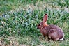 Bunny (on 35mm film)!