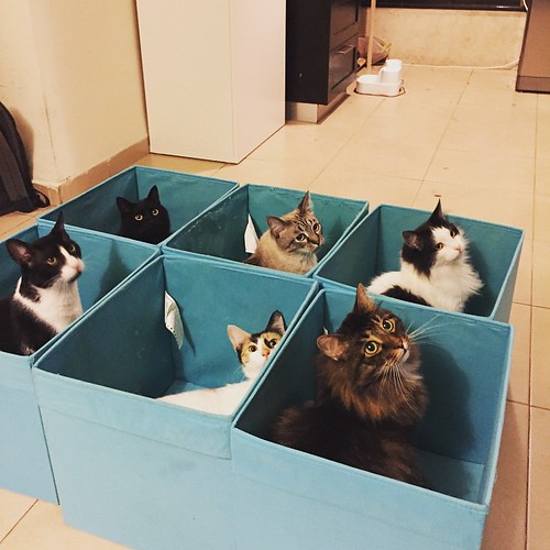 Cat Collection ©  Albert Alien