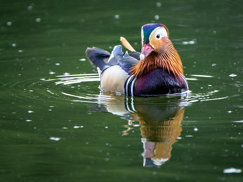 Mandarin Duck ©  kuhnmi