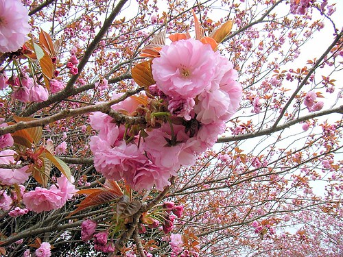 flowering cherry tree pictures. Double flowering cherry tree.