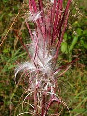 Fireweed in seed