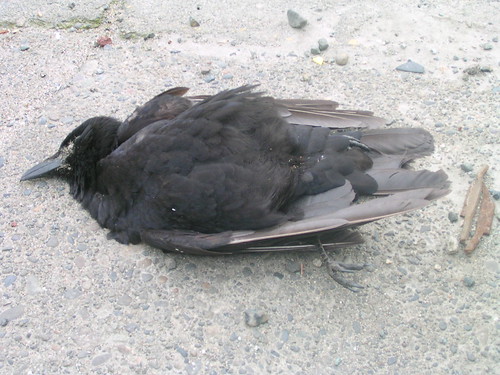 Cloverdale Dead Crow