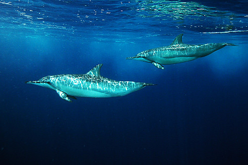 Spinner Dolphins Two spinner dolphins zoom past.  They swim incredibly quickly, and aren