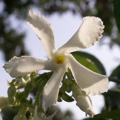 Star Jasmine Flower