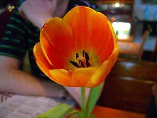 I like tulips
