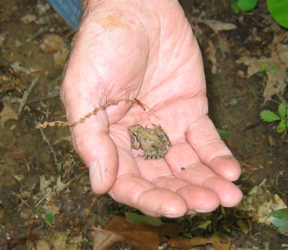 Northern Cricket Frog (Acris crepitans) // [NOT Eastern Gray Treefrog, Hyla versicolor]