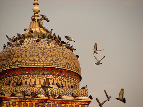 Pigeons on the dome of the Wazir Khan Mosque. by PakPositive.