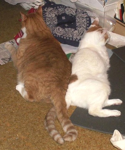 A Tail of Two Kitties