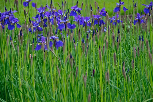 Blue Iris: Chanticleer Garden/Philadelphia, PA by jmgphoto.
