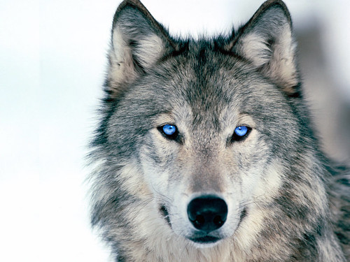 blue-eyed wolf by blue-eyed wolf.
