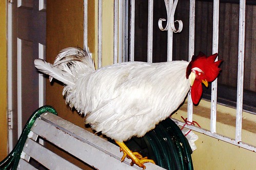 Excuse me, there's a chicken on your porch.