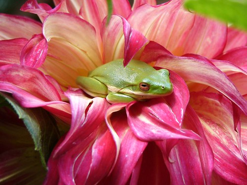 North American Green Tree frog | Flickr - Photo Sharing!