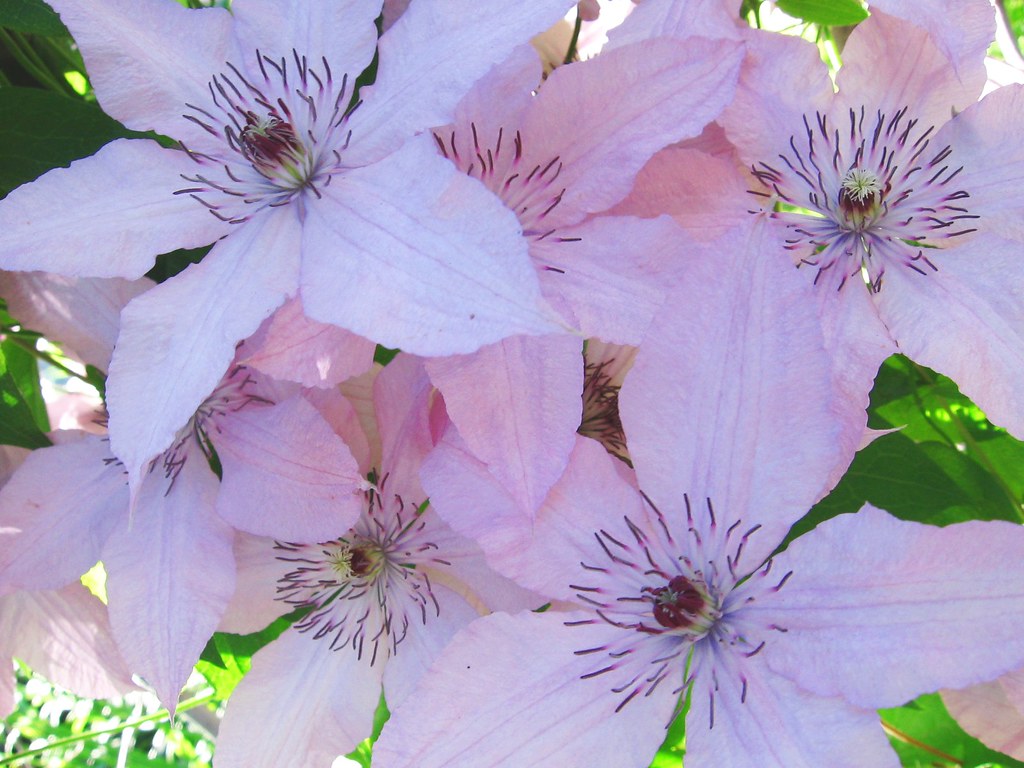 Lila flowers