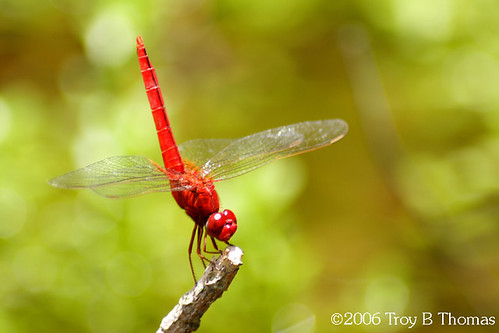 NZ_dragonfly