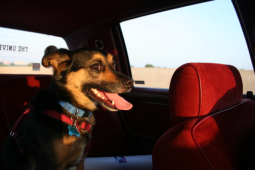 Sonny The Roadtrippin' Dog