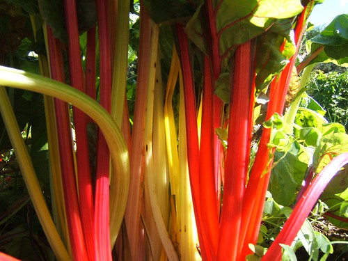 Yellow and Red Chard
