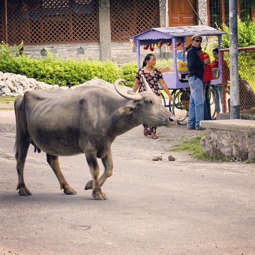   ... 2009   ...     #Travel #Memories #2009 #Pokhara # #Nepal        #Street #Cow #Peoples ©  Jude Lee