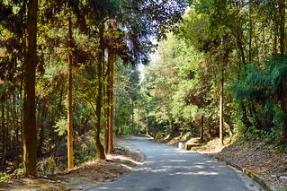 India - Sikkim - Pelling - Road To Rabdentse