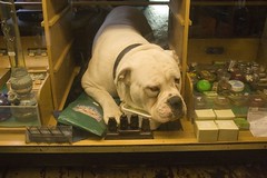 Bull dog , in drug shop