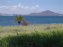 Bahia de San Carlos Bay Sonora Mexico Latin America