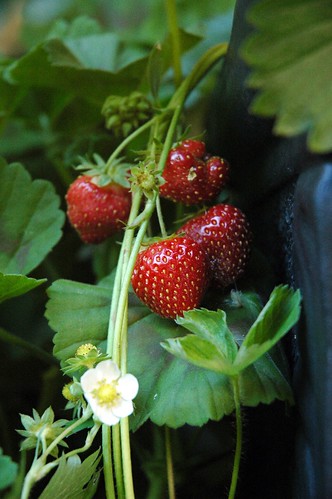 Strawberries by kaishin