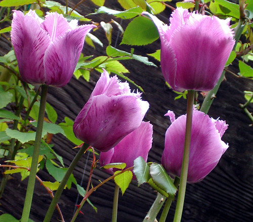 Purple fringed tulips
