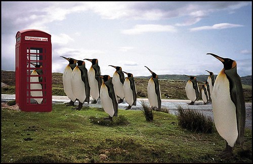 Pingüino llamando a casa