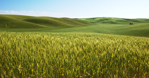 フリー写真素材|自然・風景|田畑・農場|丘|小麦・コムギ|パノラマ|グリーン|