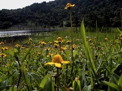 Flowers in Apaneca's Lagoon