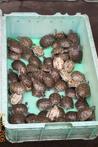 Turtles at a street market in Shanghai