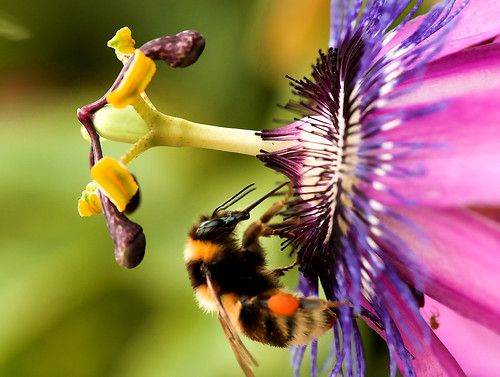 Another passion flower!!! Another bee!!!!! by Cid*.