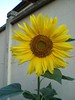NSD sunflower nearby jeudi015