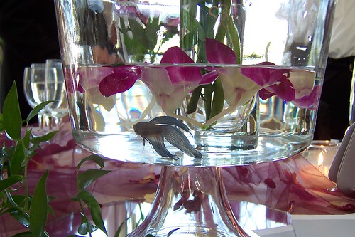 My niece 39s wedding reception centerpieces each had a Betta swimming in with